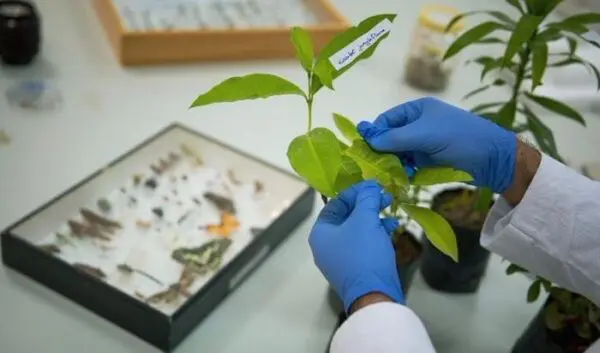 Diagnosis of Plant Disease